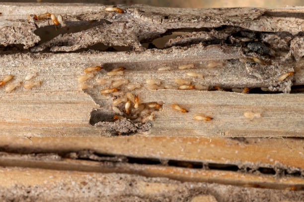 Wasp Removal Services in River Heights, UT