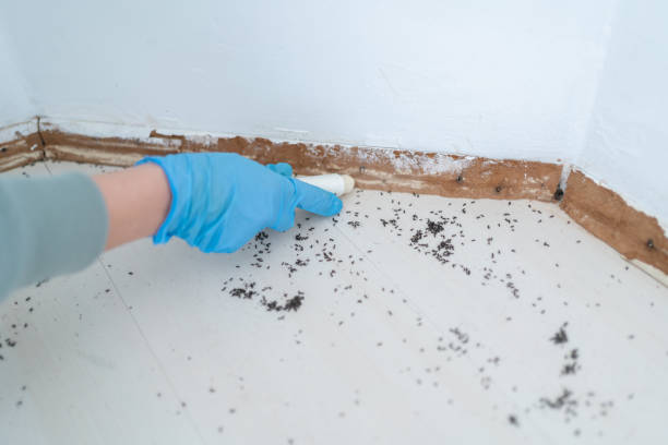 Best Emergency Pest Control  in River Heights, UT